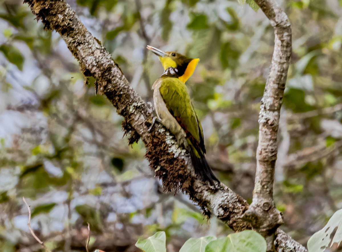 Greater Yellownape - Prabhakar T P