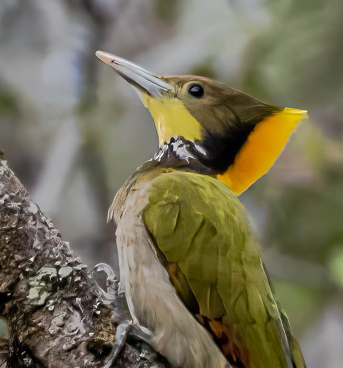 Greater Yellownape - Prabhakar T P