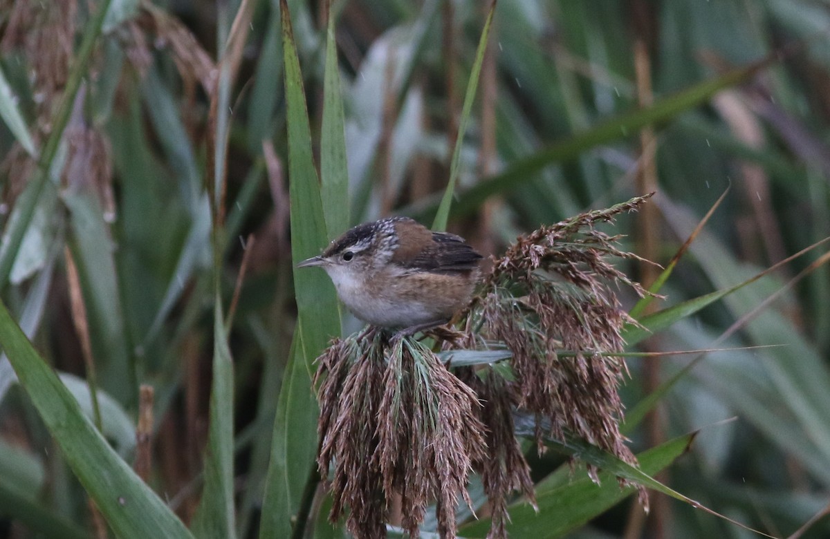 Marsh Wren - ML609046544