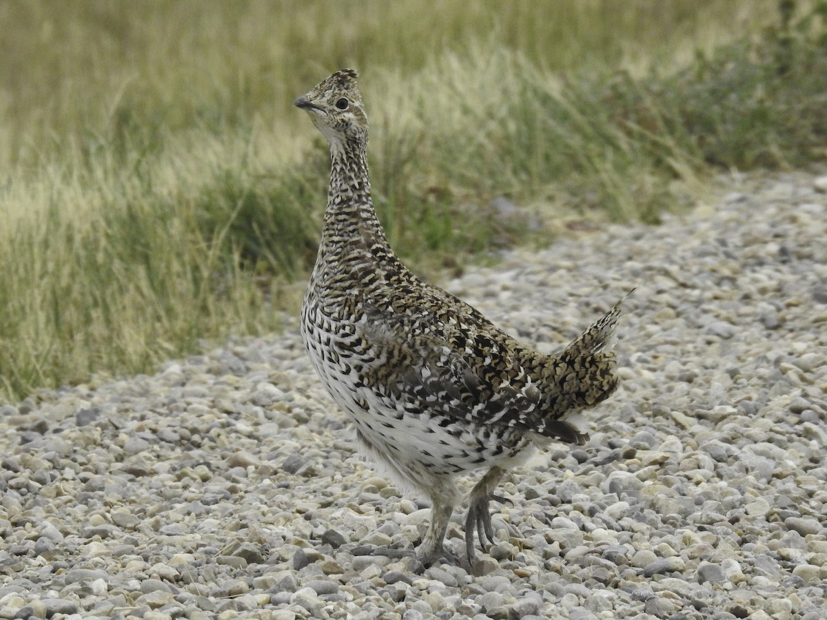 Sharp-tailed Grouse - Sebastián Pardo