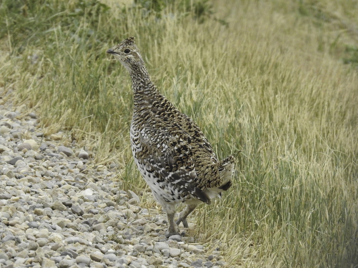 Sharp-tailed Grouse - Sebastián Pardo