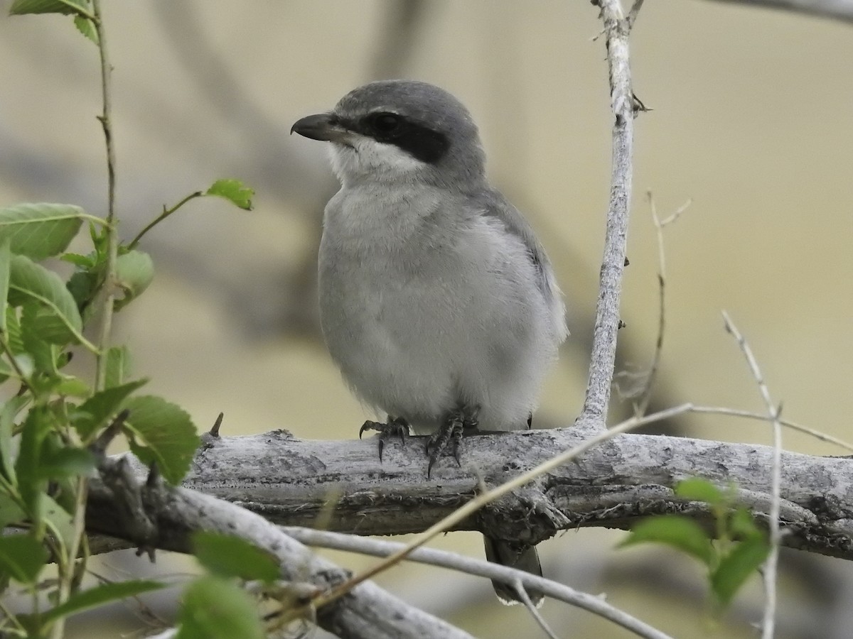 Pie-grièche migratrice - ML609046656