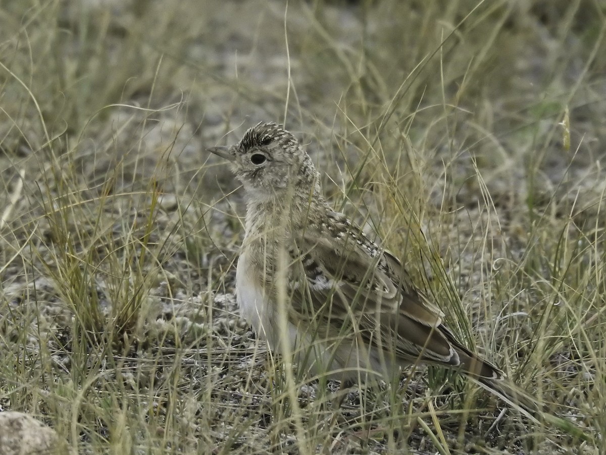 Horned Lark - ML609046668