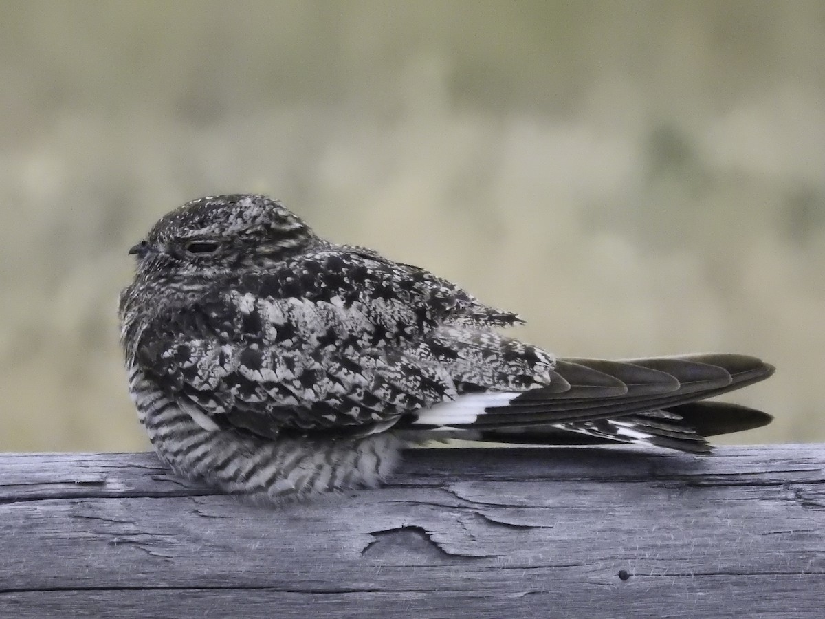 Common Nighthawk - ML609046673