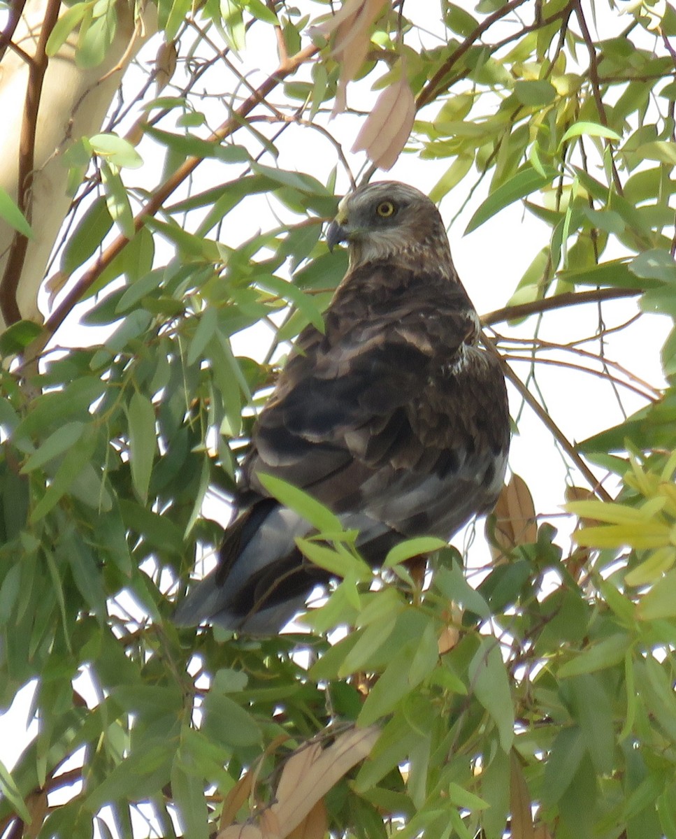 Western Marsh Harrier - ML609046678