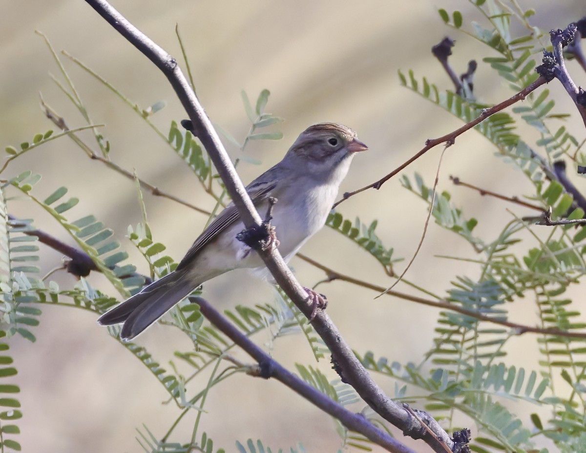 Clay-colored Sparrow - ML609046703