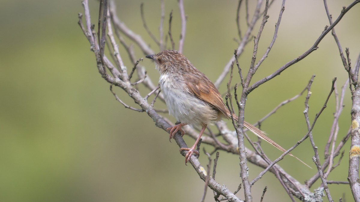 Striped Prinia - ML609046705