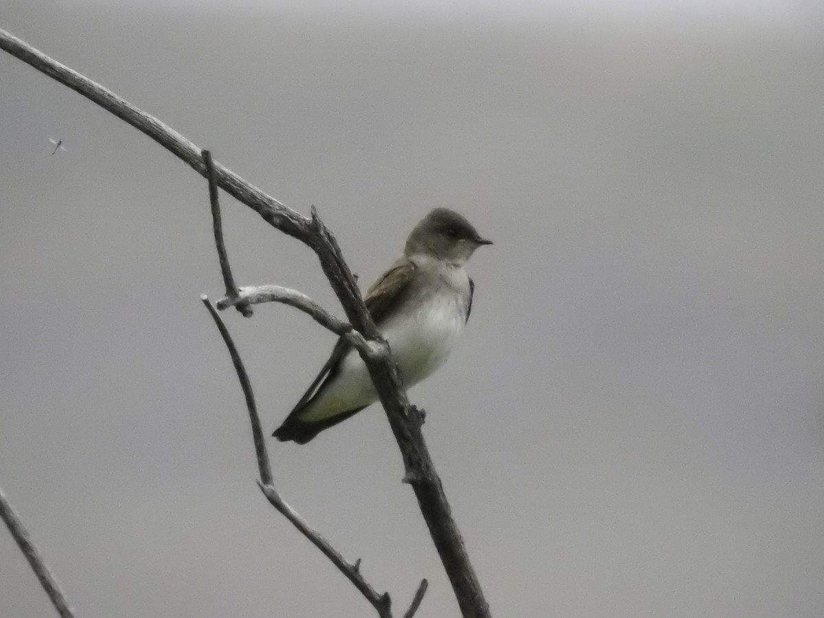 Northern Rough-winged Swallow - ML609046723