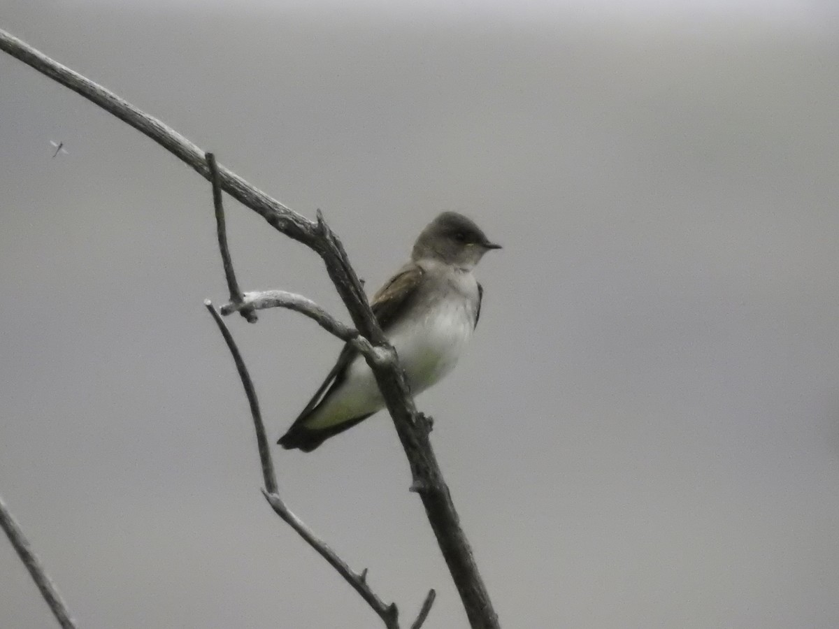 Hirondelle à ailes hérissées - ML609046723