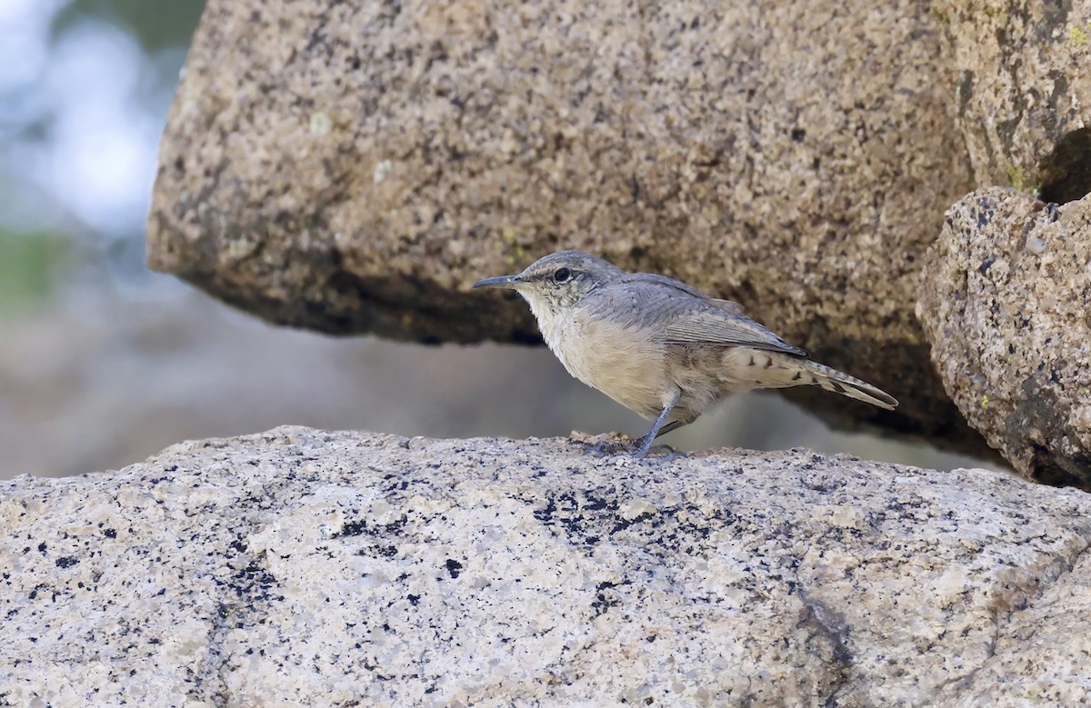 Rock Wren - ML609046758