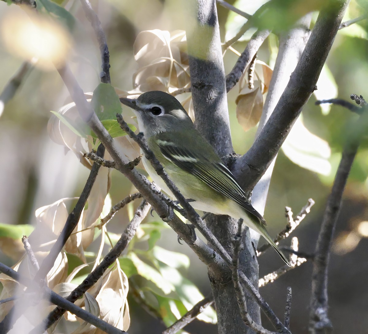 Cassin's Vireo - ML609046766