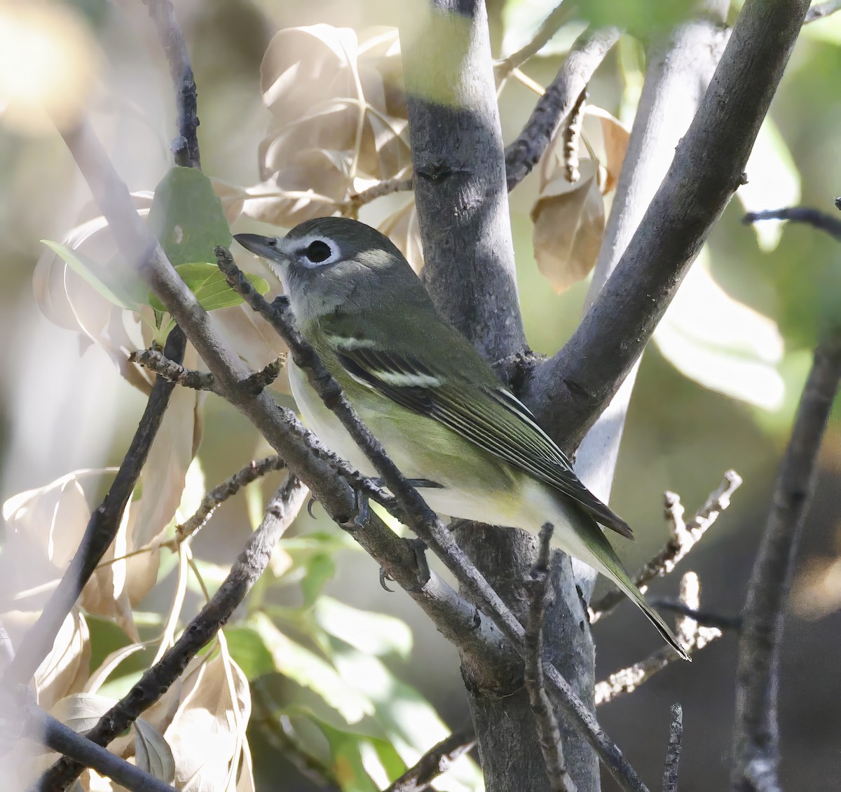 Vireo de Cassin - ML609046767