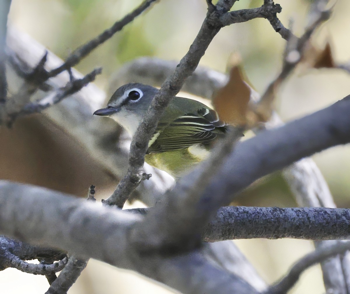 Cassin's Vireo - ML609046768