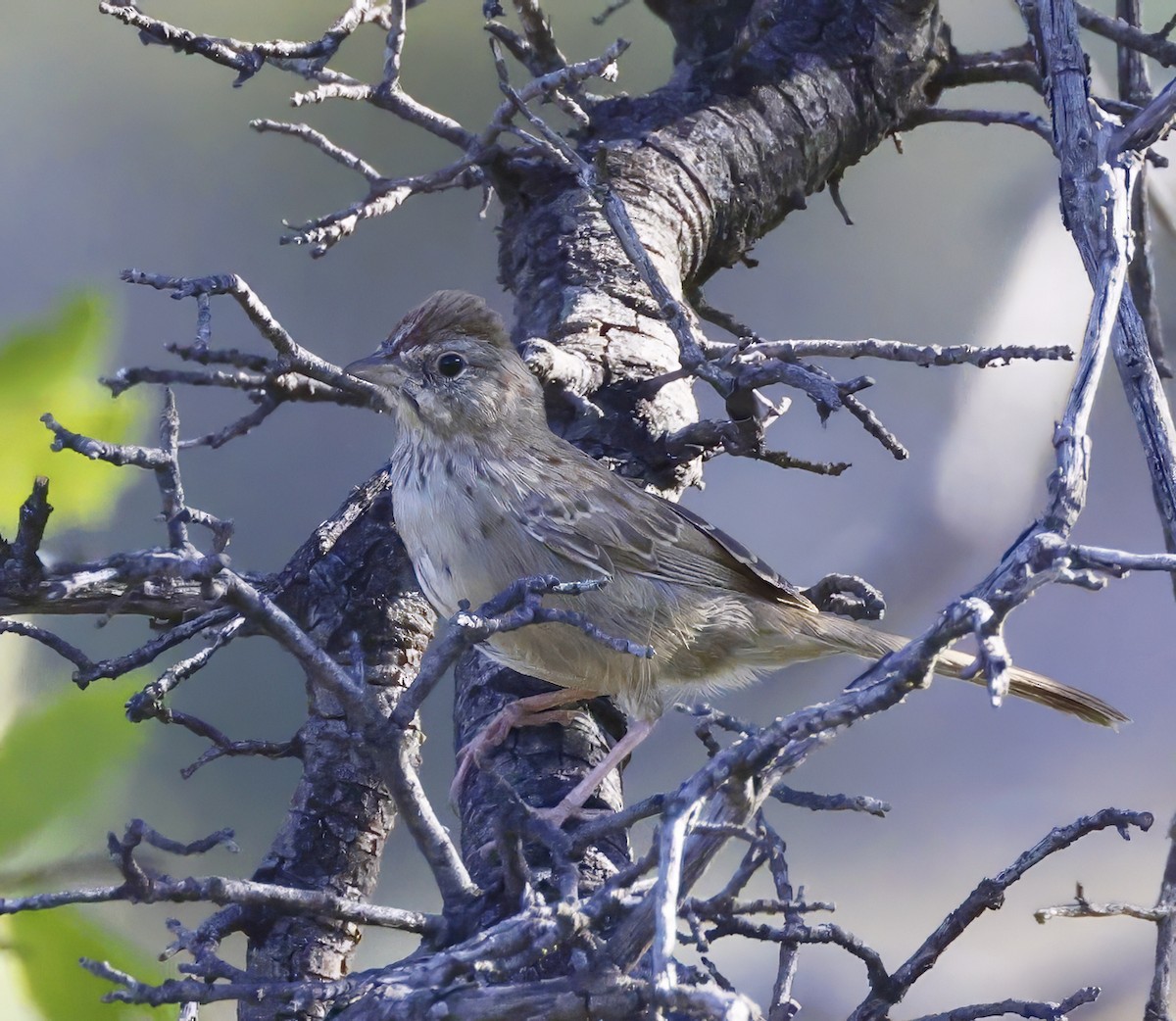 Rufous-crowned Sparrow - ML609046787