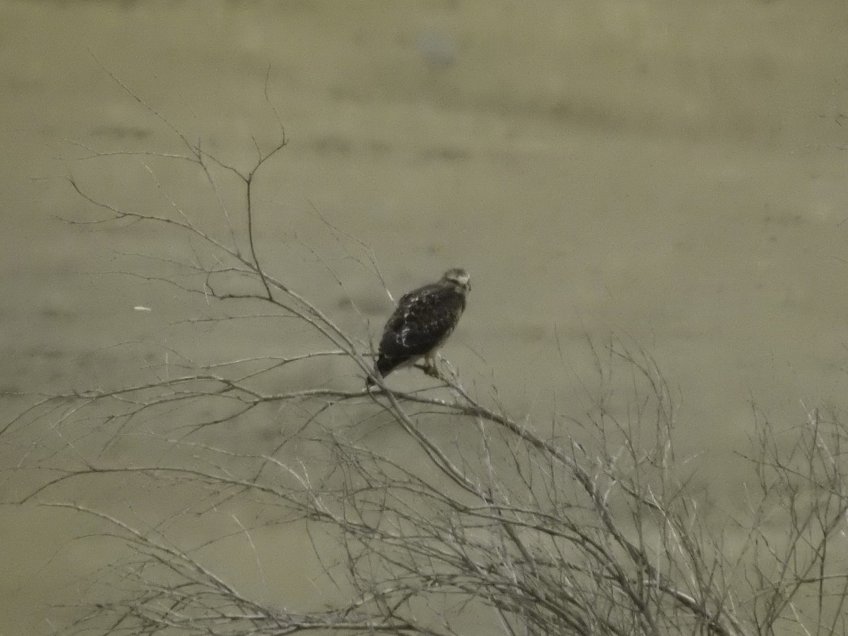 Swainson's Hawk - Sebastián Pardo