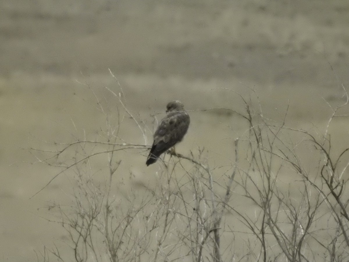 Swainson's Hawk - Sebastián Pardo