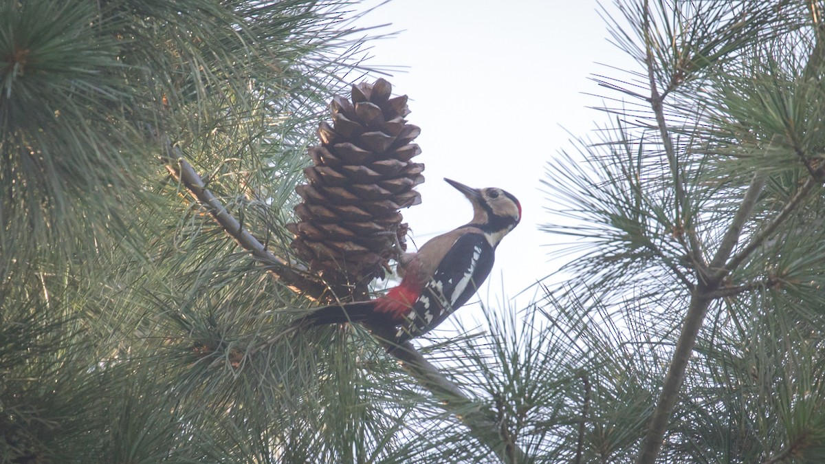 Great Spotted Woodpecker - ML609046805