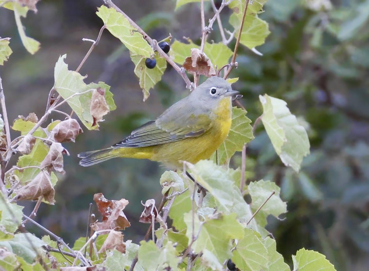 Nashville Warbler - ML609046810