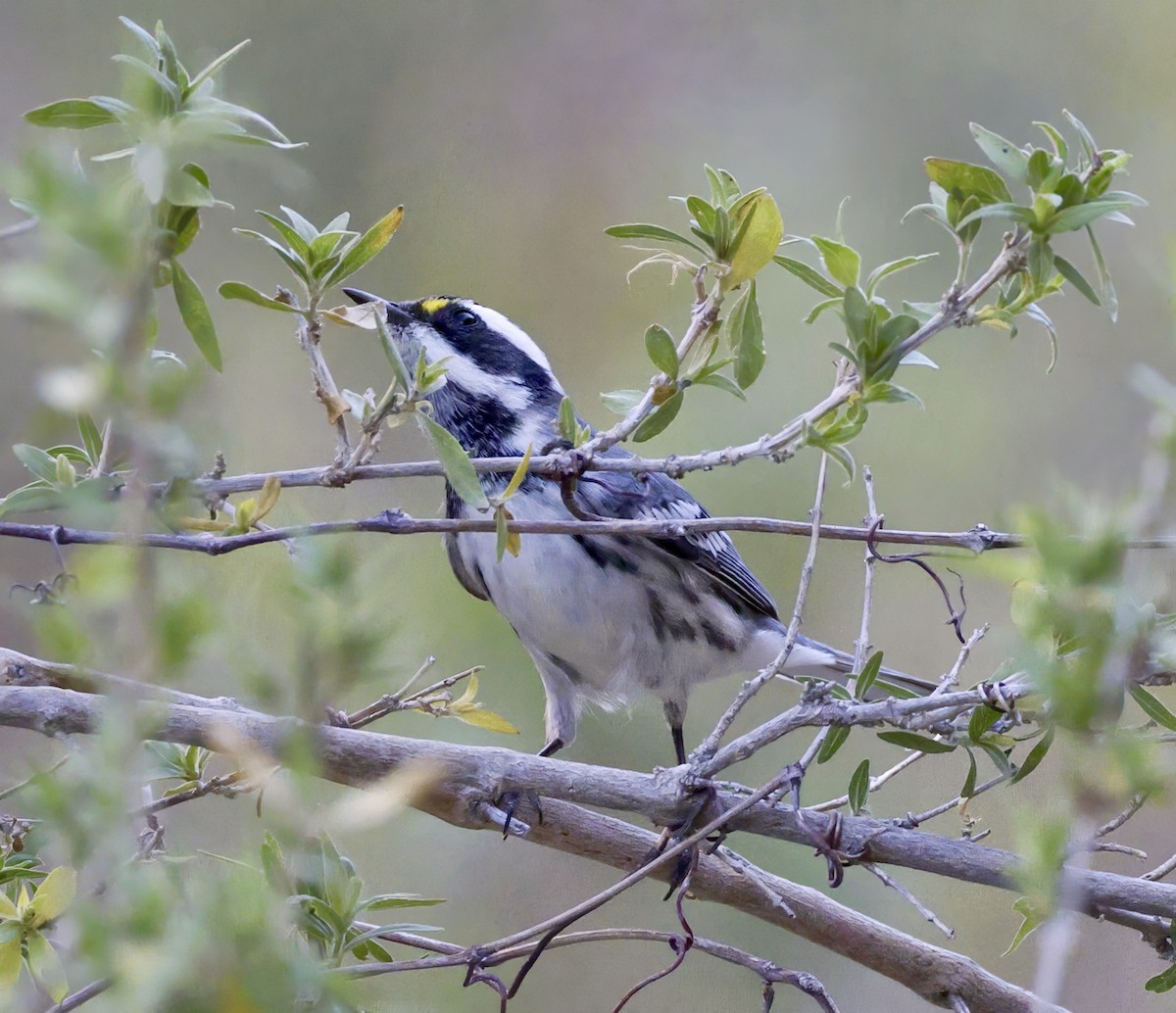 Black-throated Gray Warbler - ML609046814