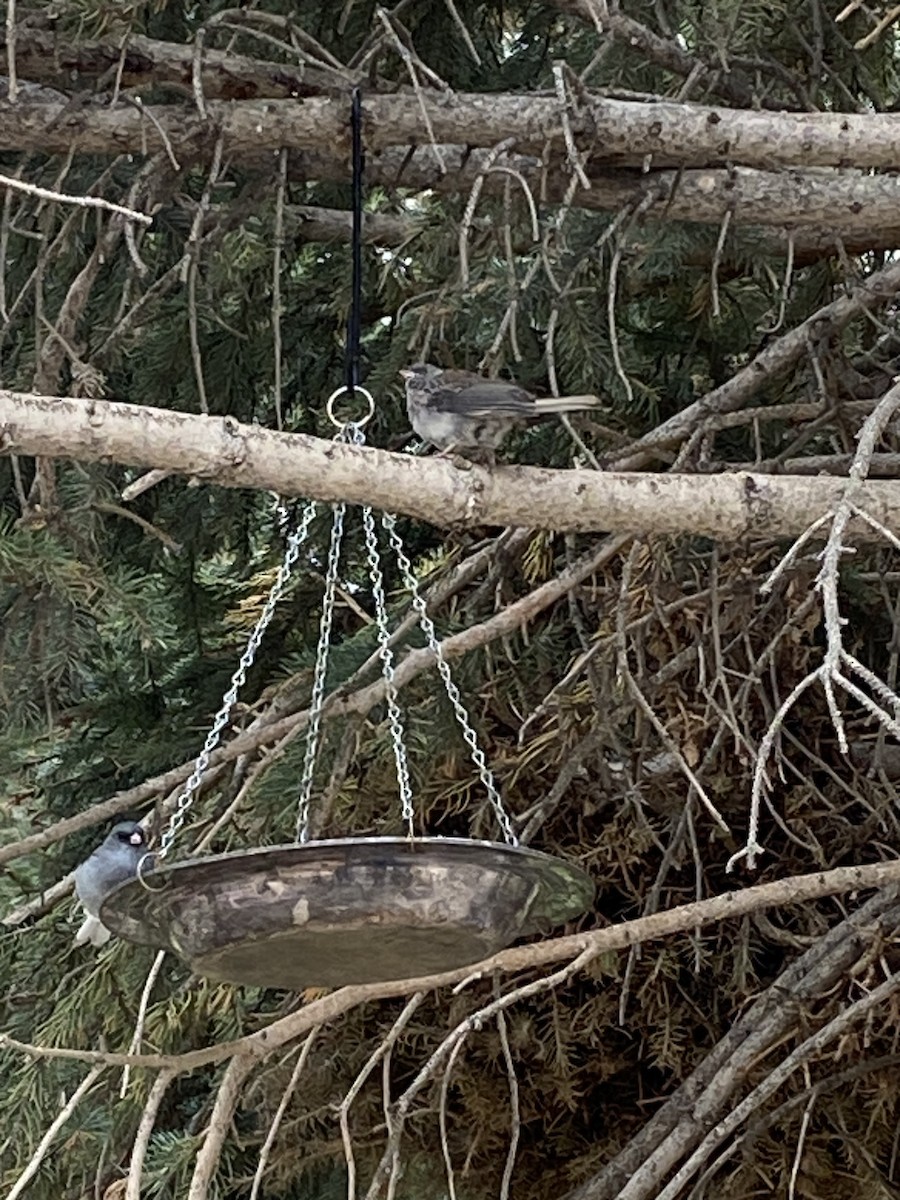 Junco ardoisé (caniceps) - ML609046821