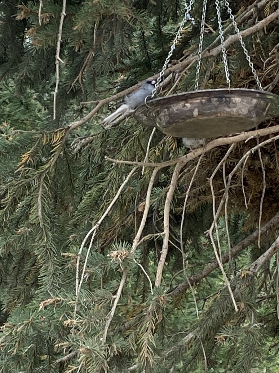 Junco ardoisé (caniceps) - ML609046822