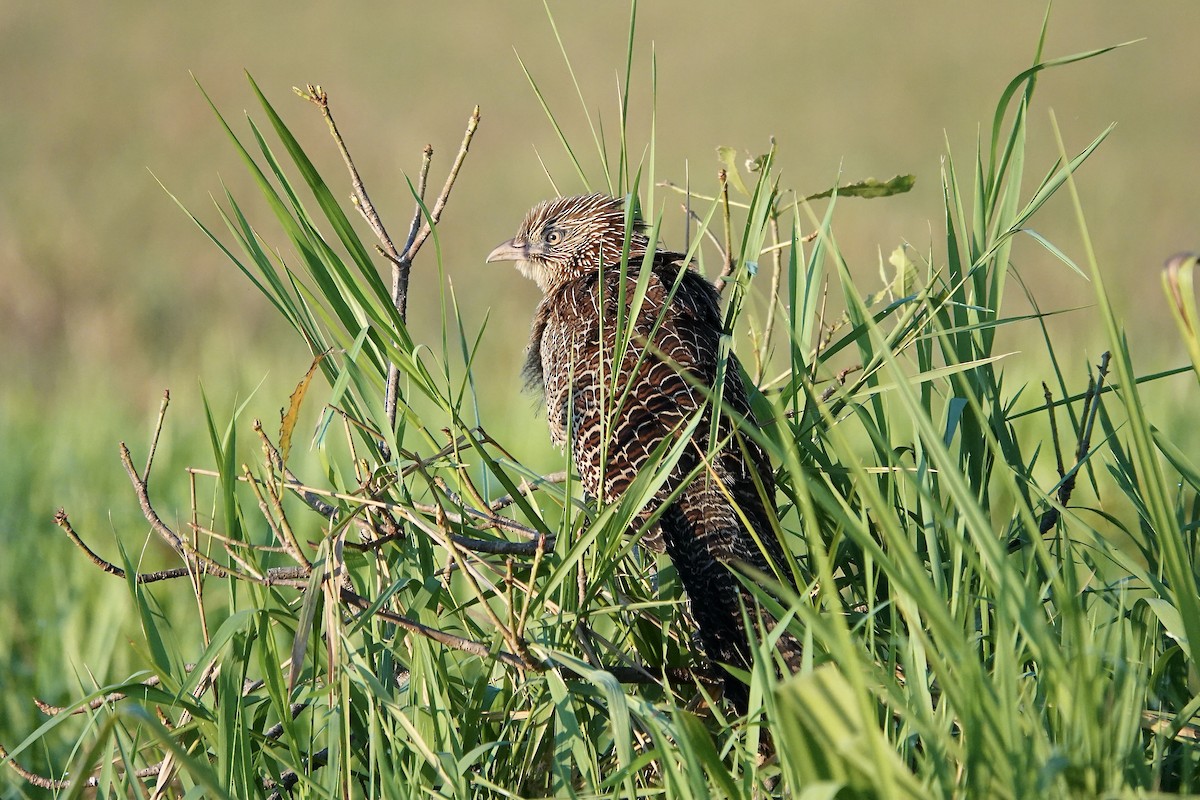 Pheasant Coucal - ML609046868