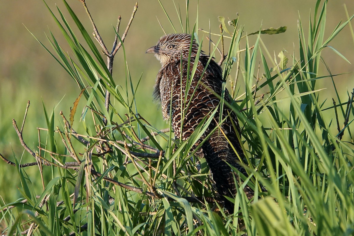 Pheasant Coucal - ML609046871