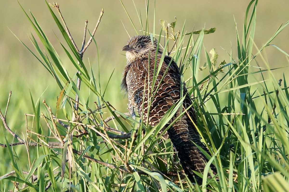 Pheasant Coucal - ML609046880