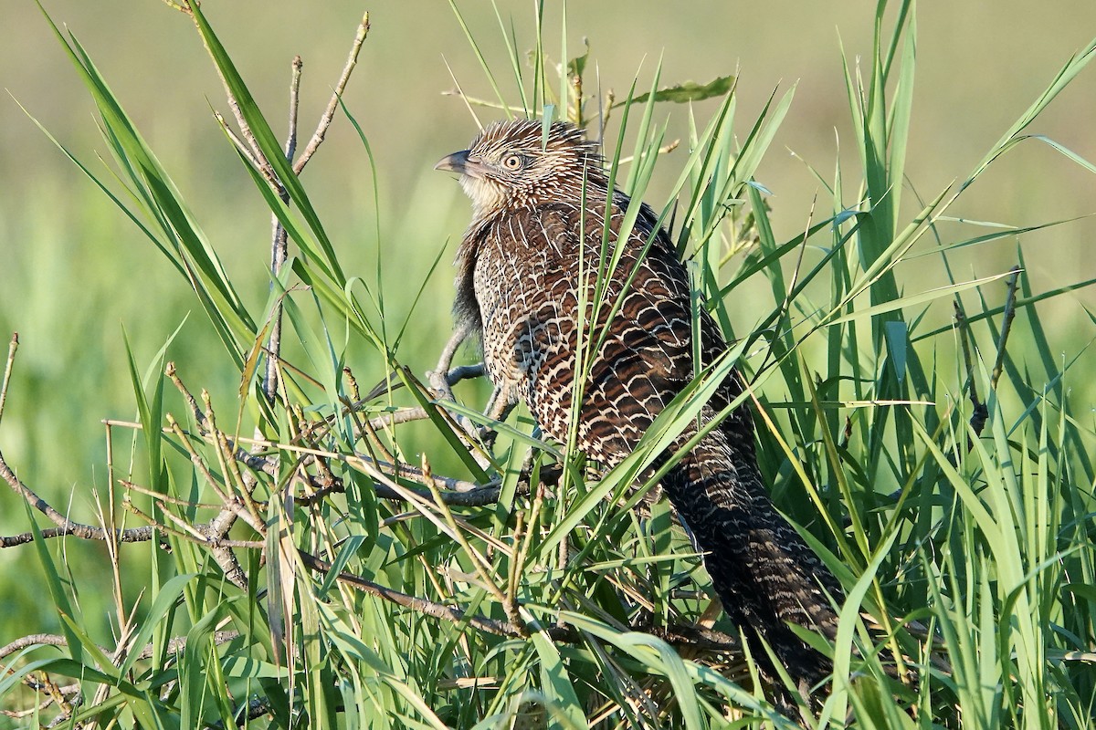 Pheasant Coucal - Simon Pearce