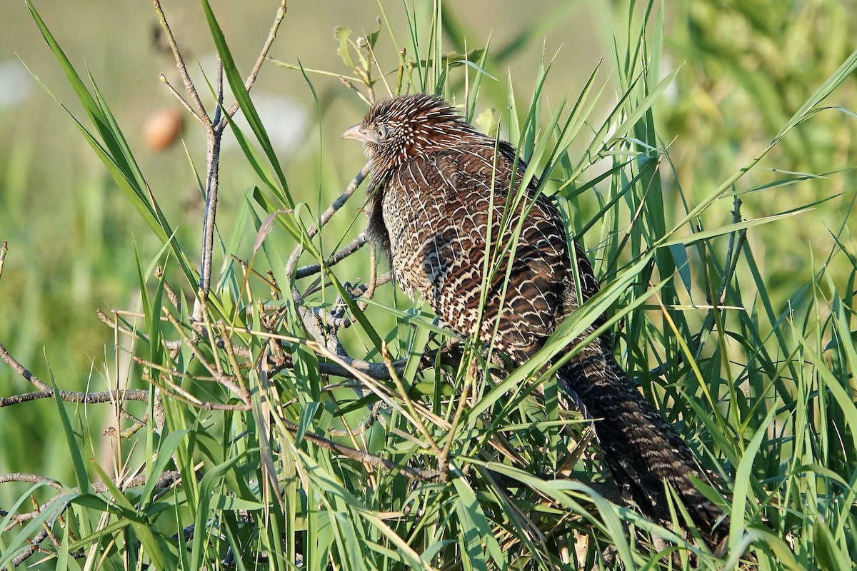 Pheasant Coucal - ML609046886