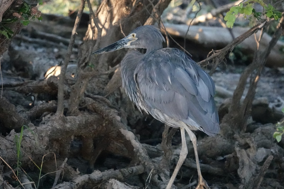 Great-billed Heron - ML609046928