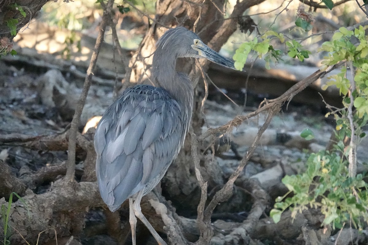 Great-billed Heron - ML609046930