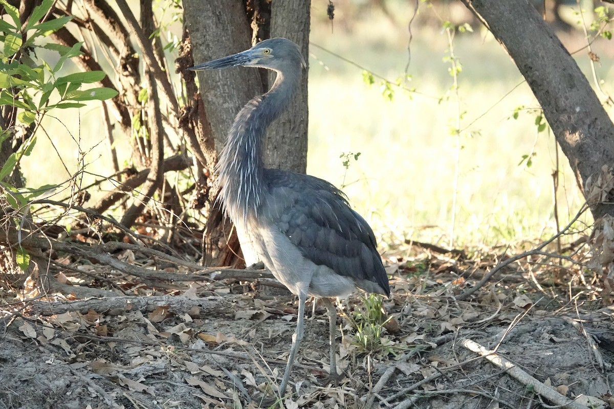 Great-billed Heron - ML609046941