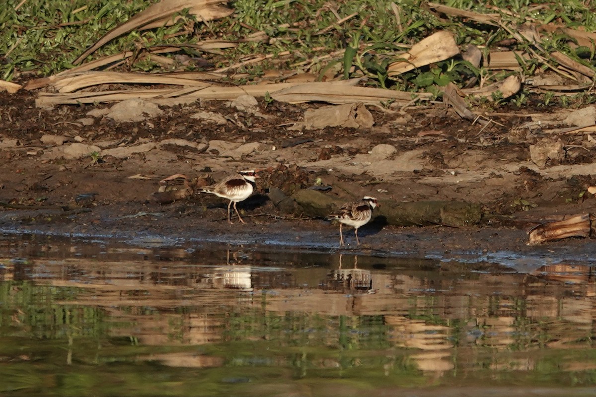 Black-fronted Dotterel - ML609046945