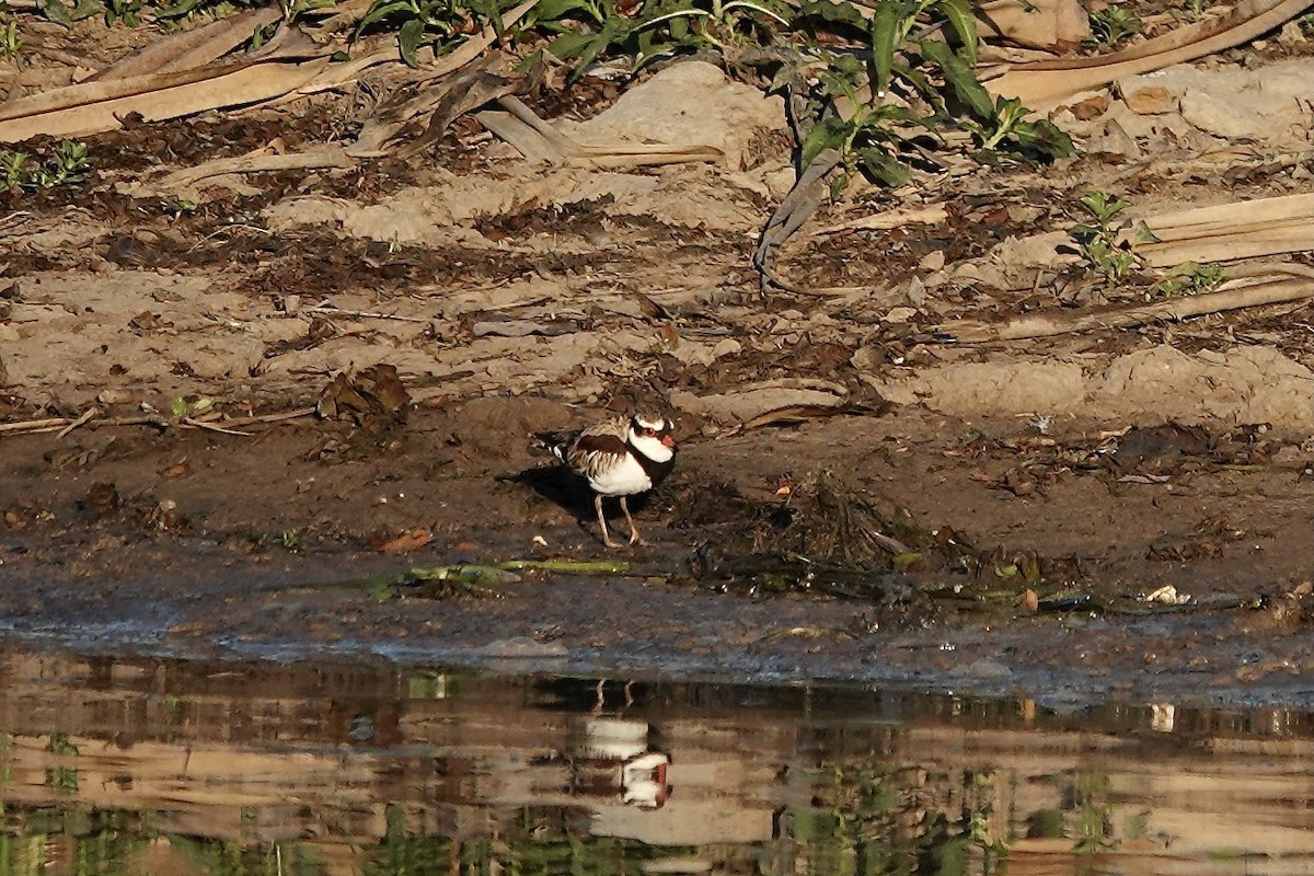 Black-fronted Dotterel - ML609046946