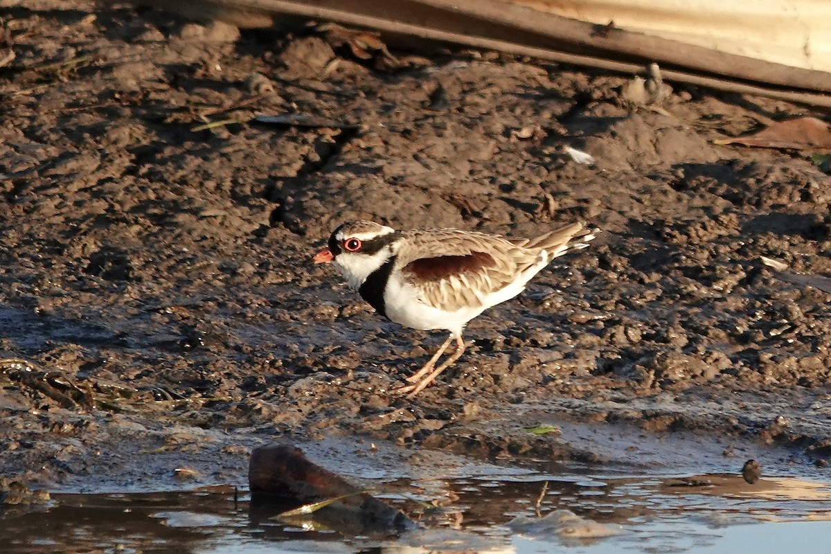 Black-fronted Dotterel - ML609046952