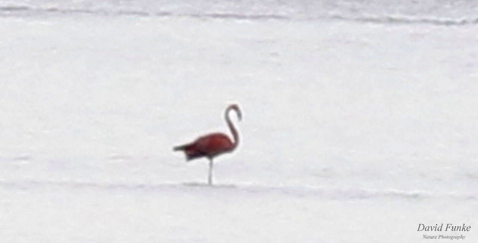 American Flamingo - ML609047015