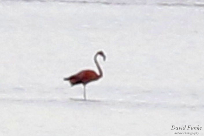 American Flamingo - ML609047016