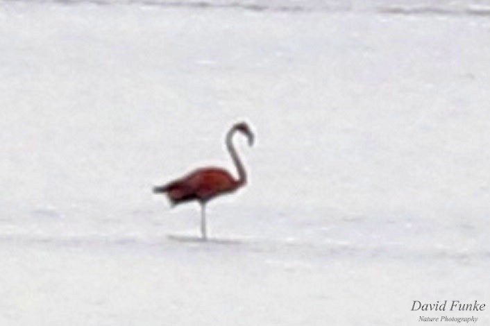 rødflamingo - ML609047016