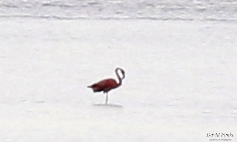 rødflamingo - ML609047017