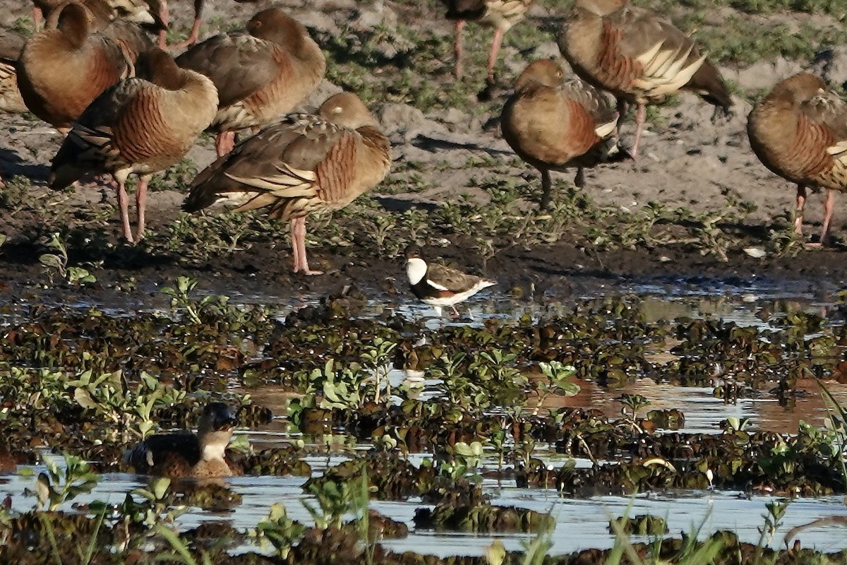 Red-kneed Dotterel - ML609047055