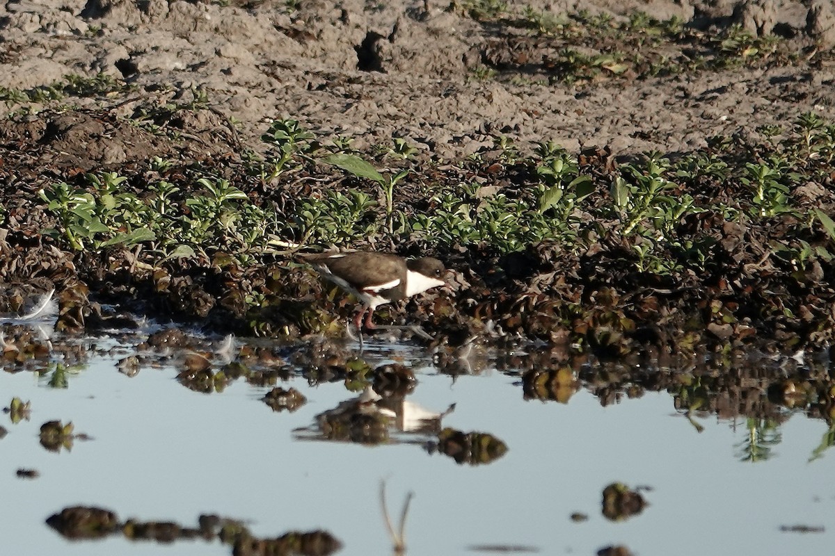 Red-kneed Dotterel - Simon Pearce