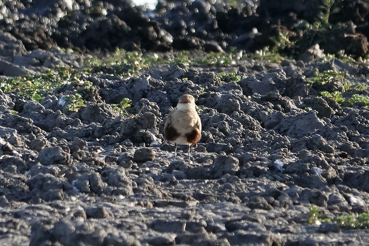 Glaréole isabelle - ML609047133