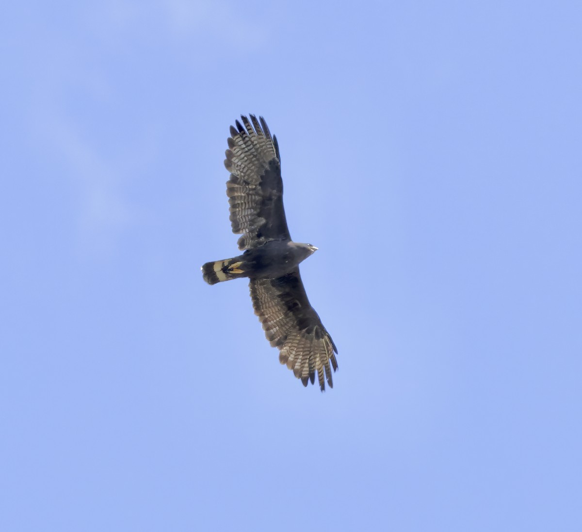 Zone-tailed Hawk - ML609047201