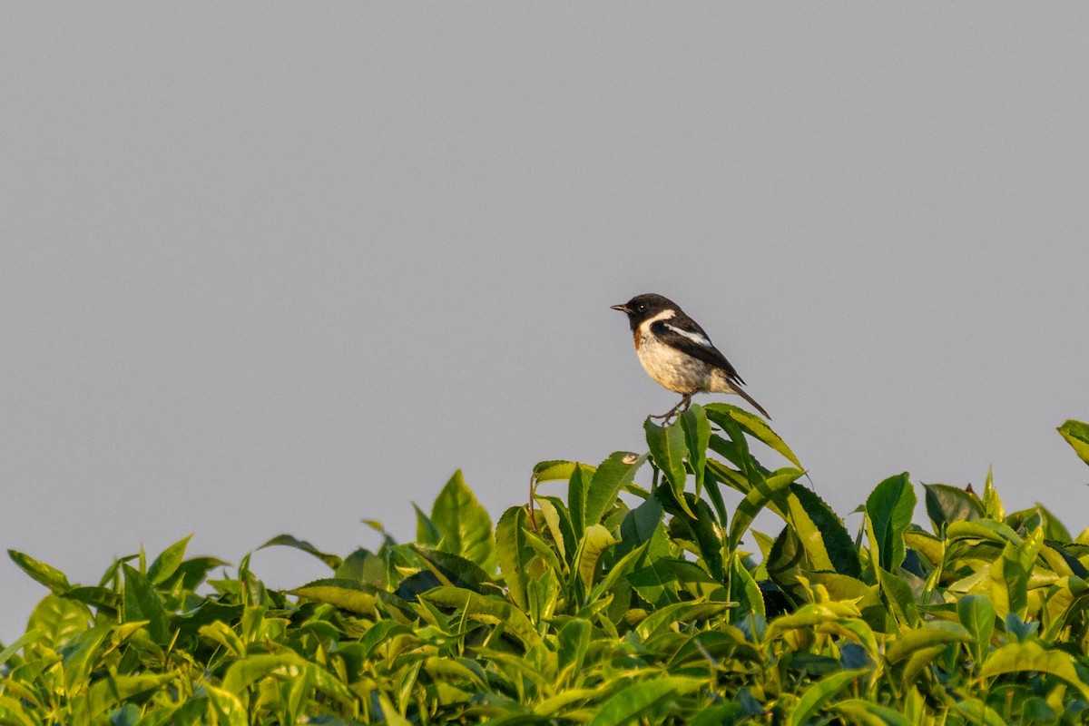 African Stonechat - ML609047209