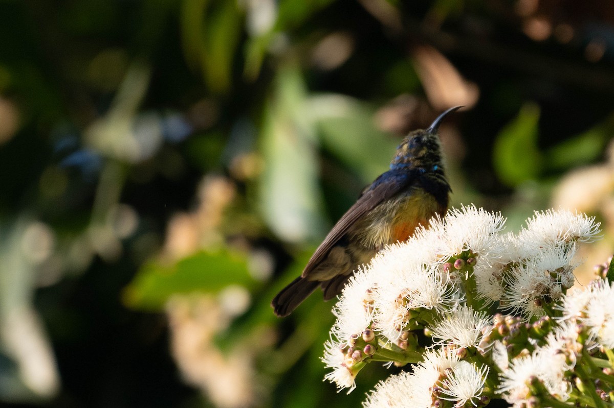 Variable Sunbird - ML609047215