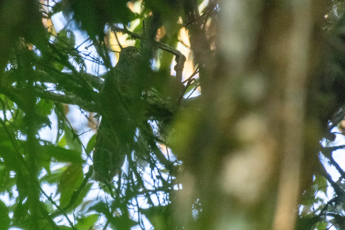 Barred Long-tailed Cuckoo - Johnny Wilson