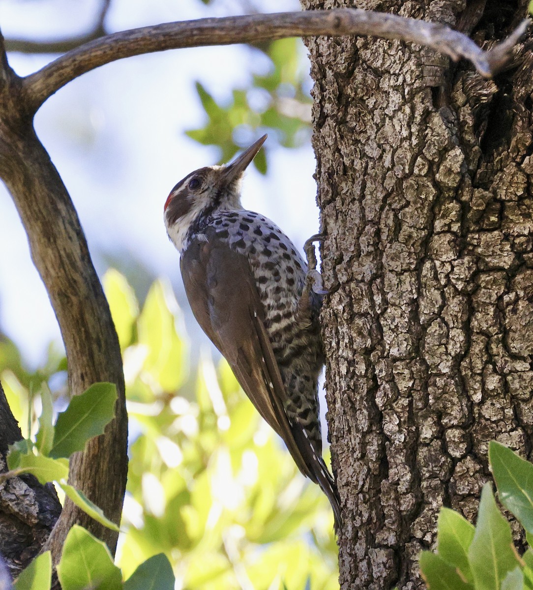 Arizona Woodpecker - ML609047306