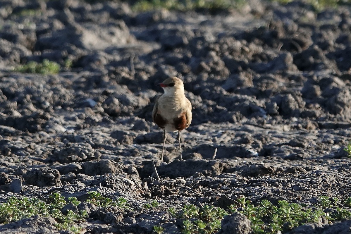 Australian Pratincole - ML609047315