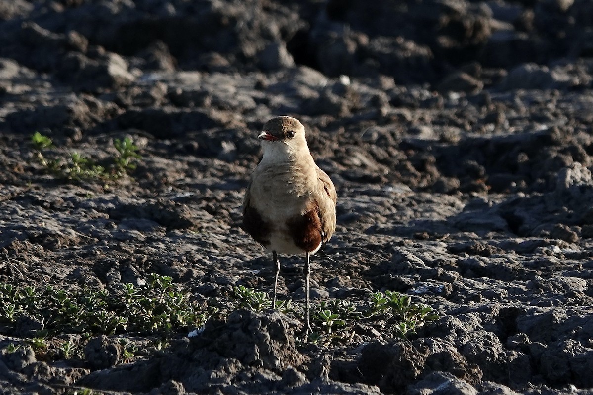 Australian Pratincole - ML609047320